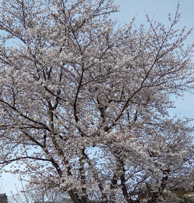 桜って