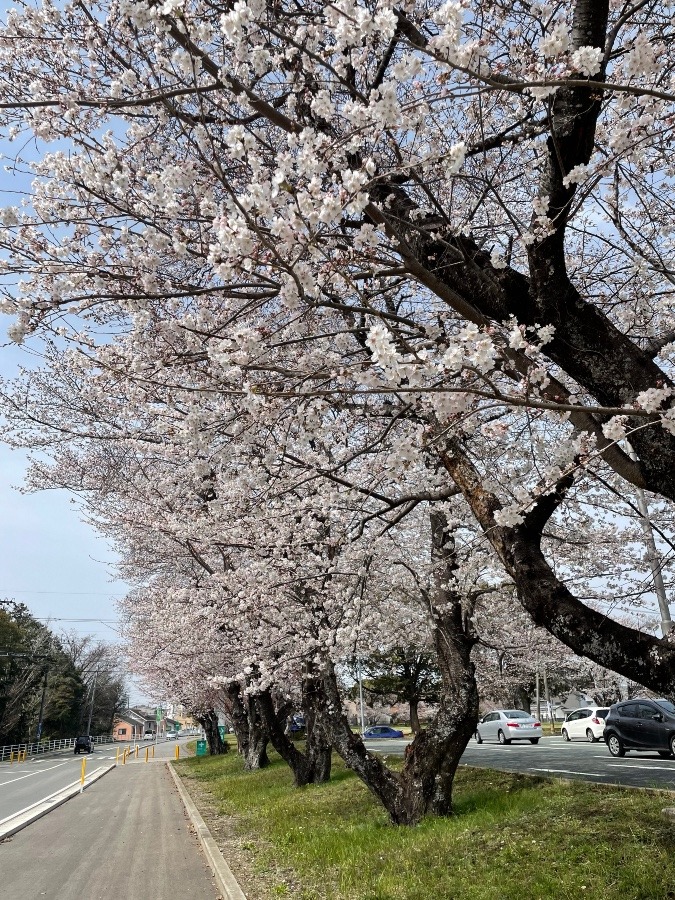 🌸桜満開🌸春爛漫🌸