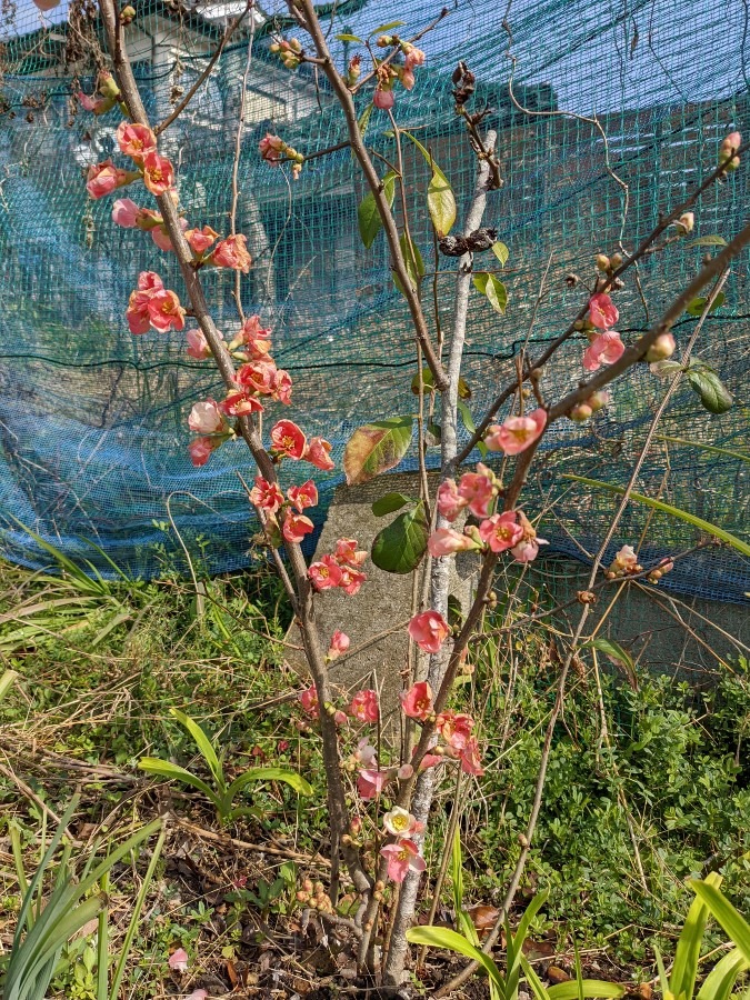 ボケの花🌸