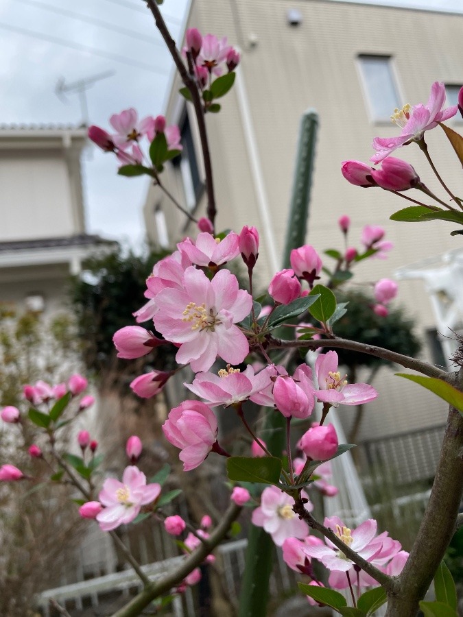 ハナカイドウ開花❣️