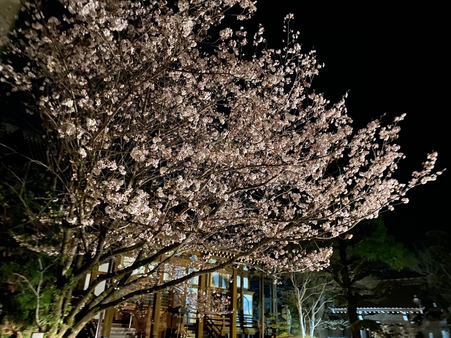 母の御寺さん