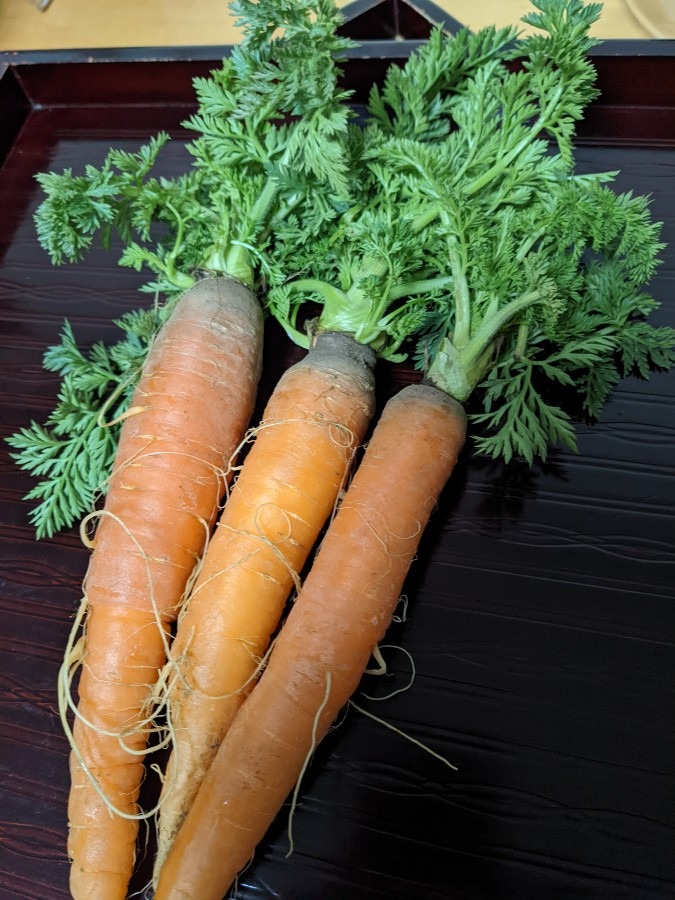 畑で🥕にんじん収穫