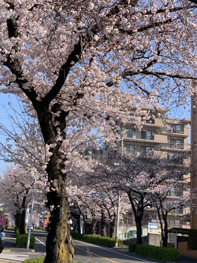 さくら並木🌸