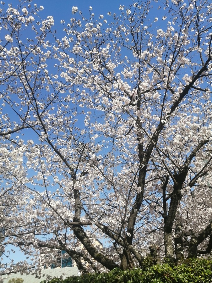 駅近くの桜