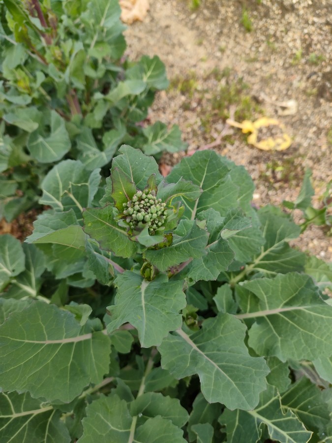 のらぼう菜🌿