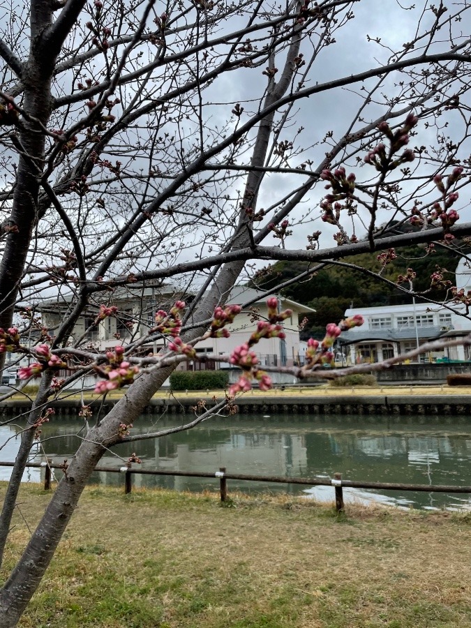 桜のつぼみ　あと少しでも開花🌸