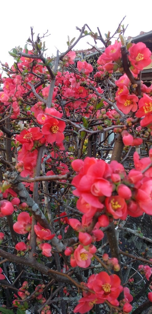 満開のボケの花？赤、赤