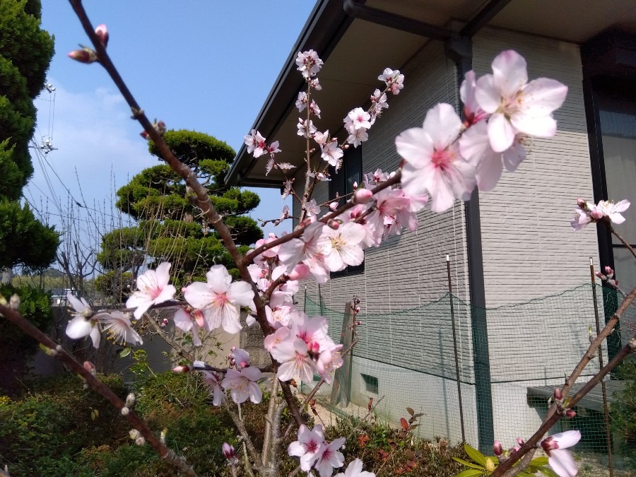 アーモンドの花  その２