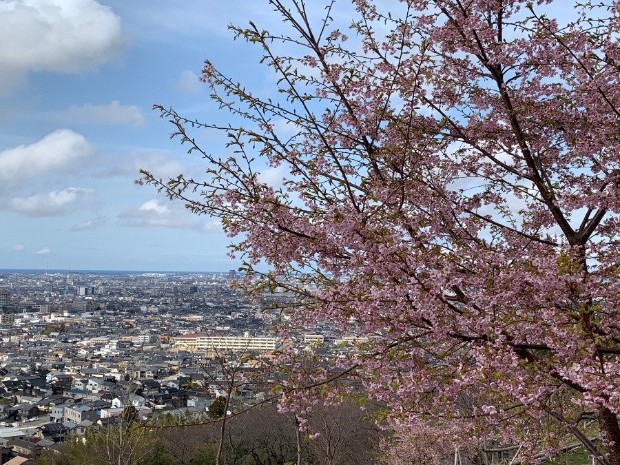 春を咲きどり