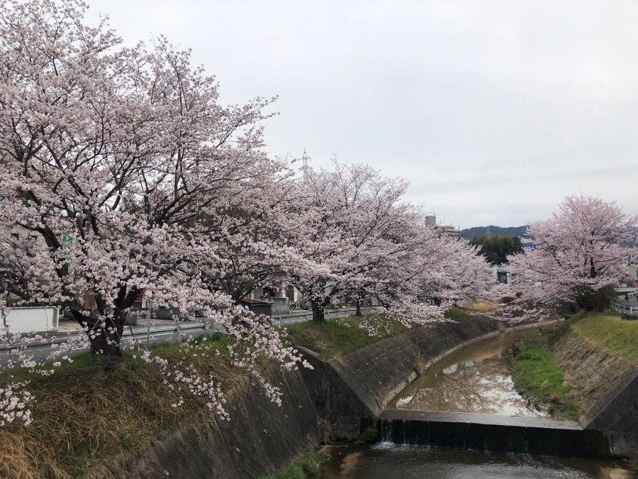 🌸満開の桜🌸