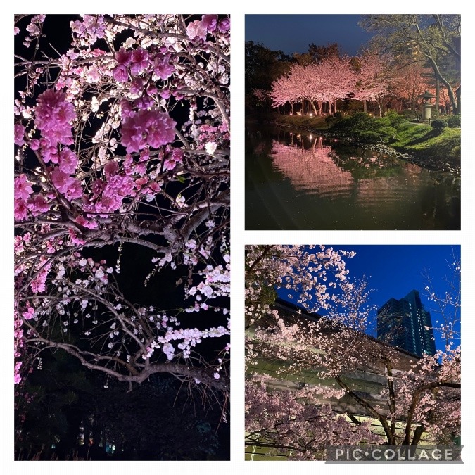 広島市縮景園の夜桜