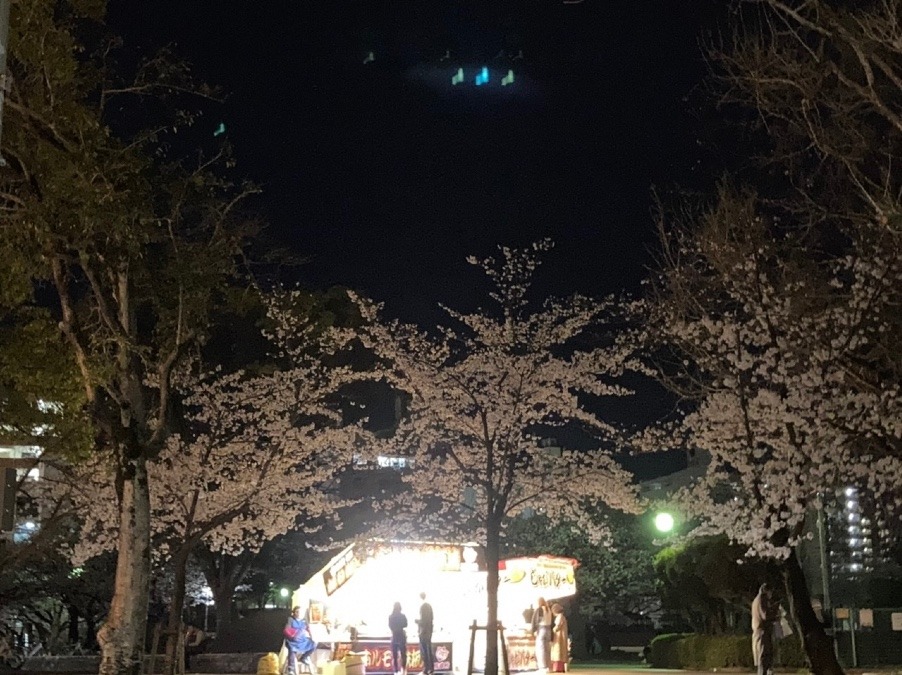 夜桜🌸花見