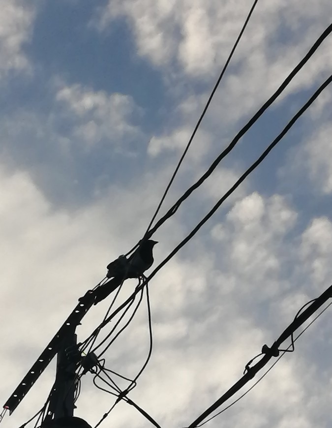 カササギが電線に擬態