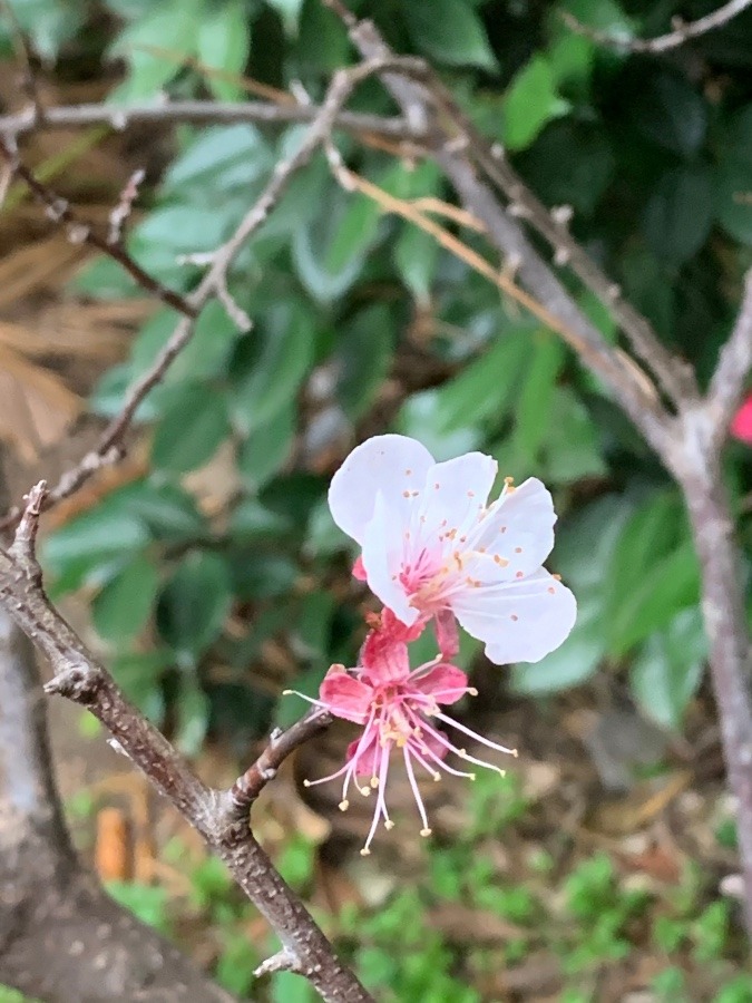 杏の花