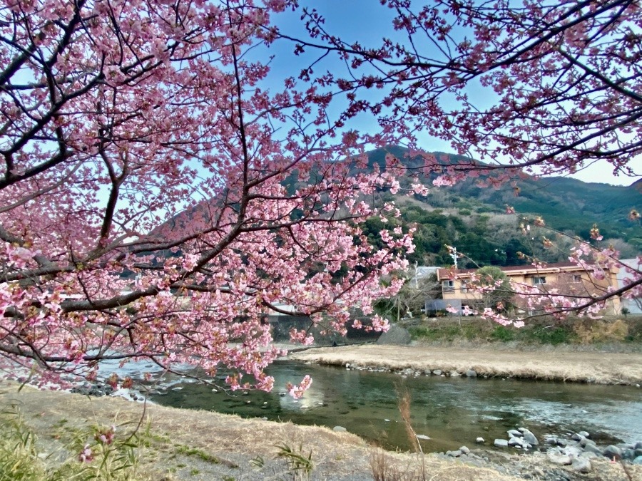 静岡県伊豆市の河津桜見頃です🌸