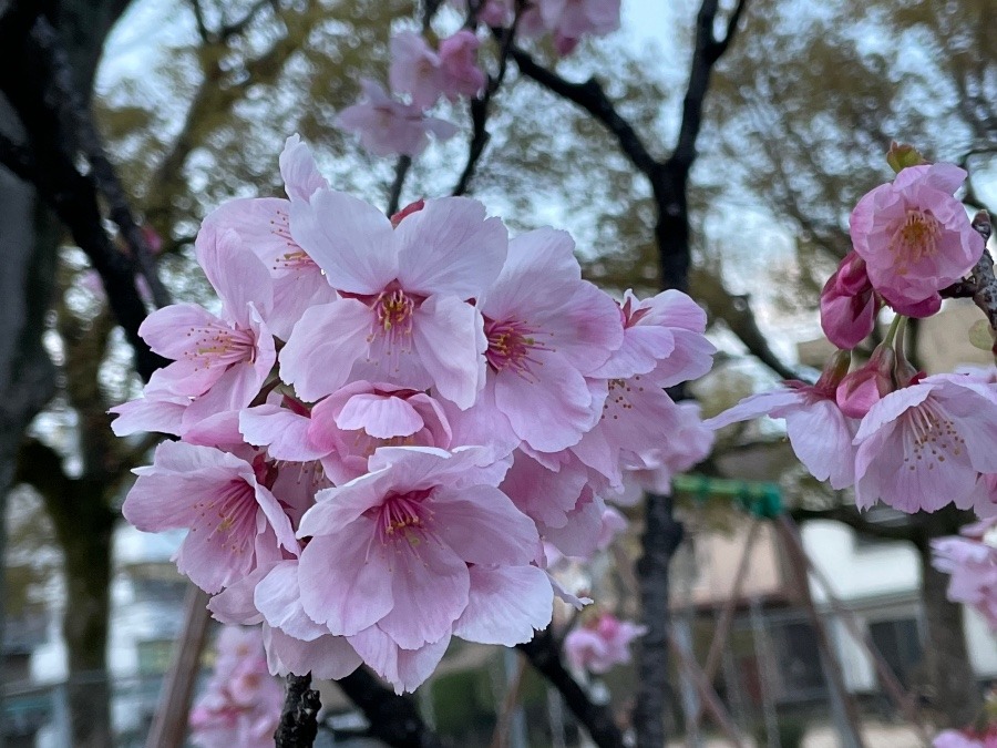 花倶楽部、入部しました😆✌️