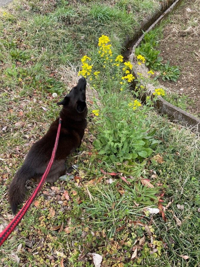 愛犬　かりんは菜の花が好きなのか?たくさん食べてる