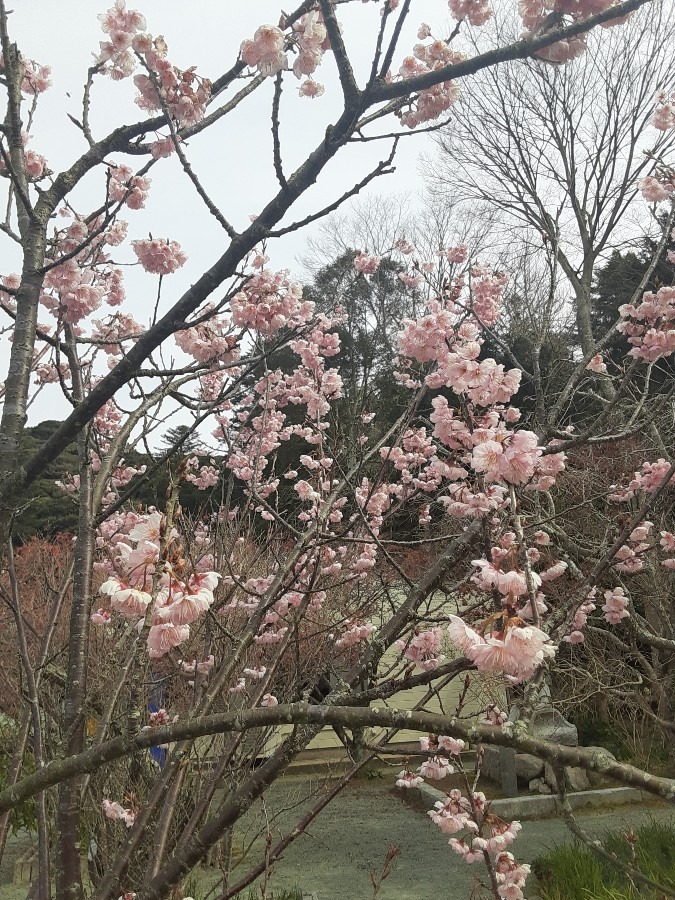 鎮国寺( ˶˙ᵕ˙˶ )🍀*゜桜❣️