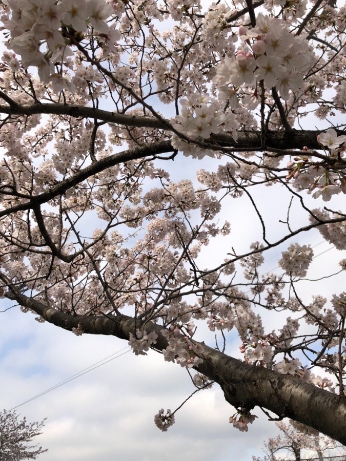 春を感じる街並み🌸