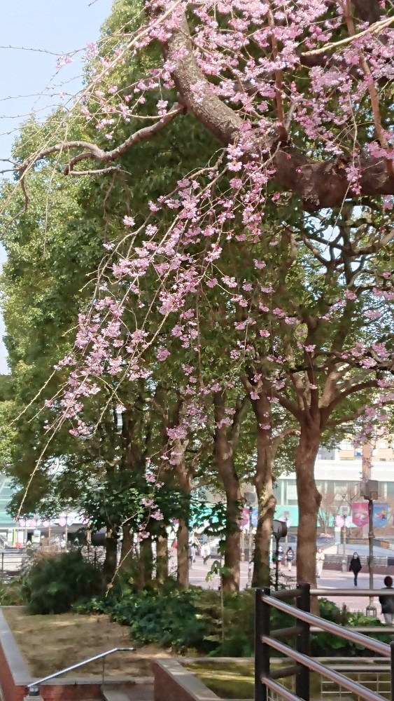 桜咲く 美しい