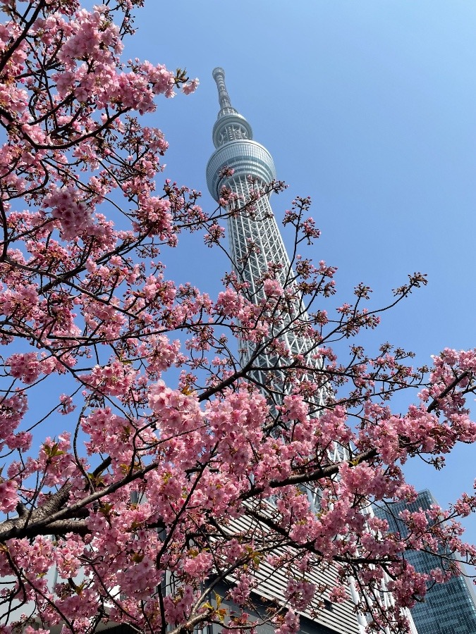 スカイツリーと河津桜