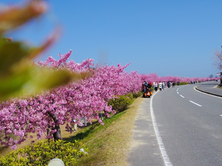 河津桜が満開🌸桜ロード