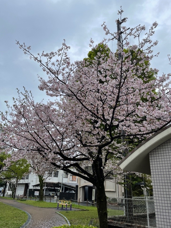 今日の桜🌸