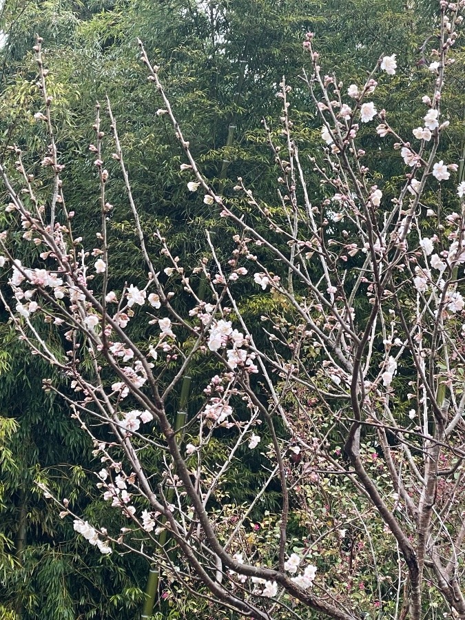 さくらんぼの花🌸