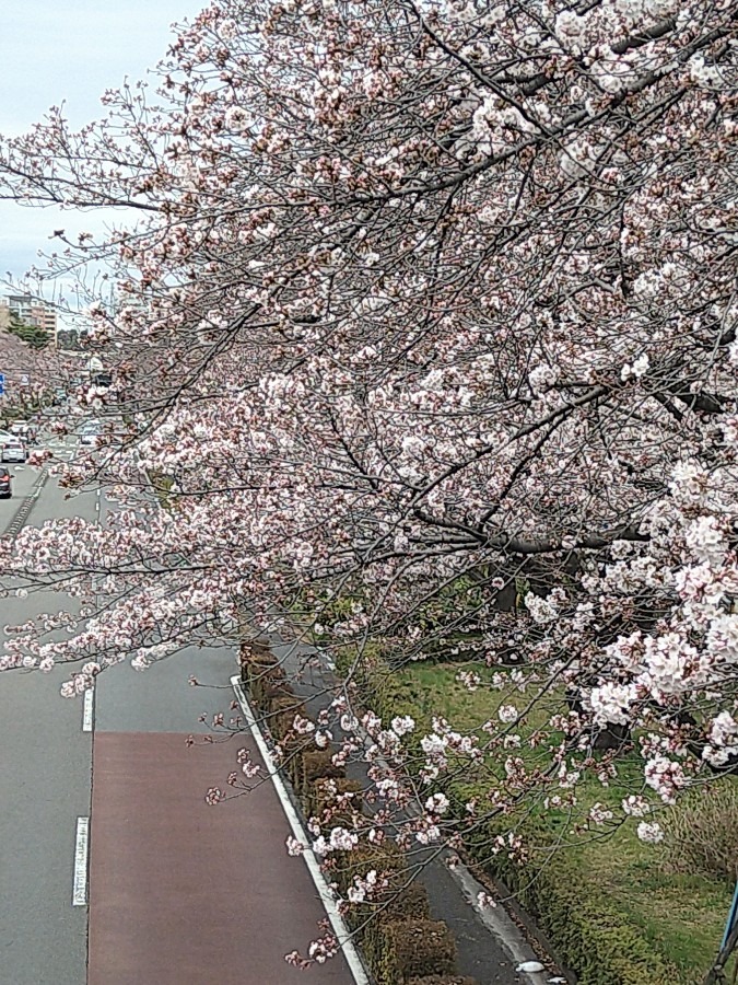 国立大学通りの桜