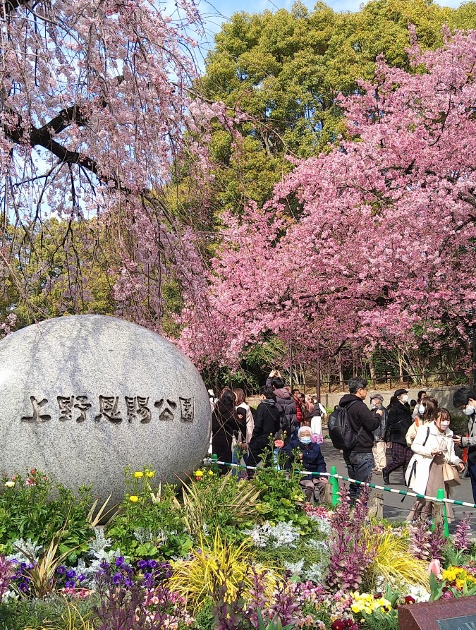 上野の桜🌸