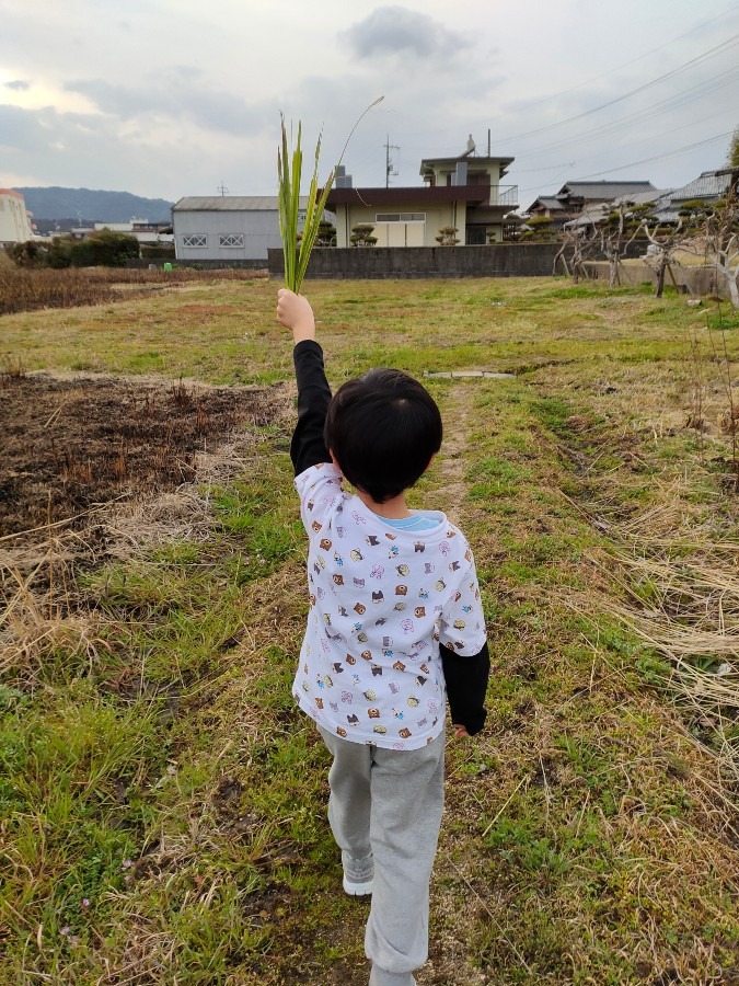 虫博士と畑に行く🌿