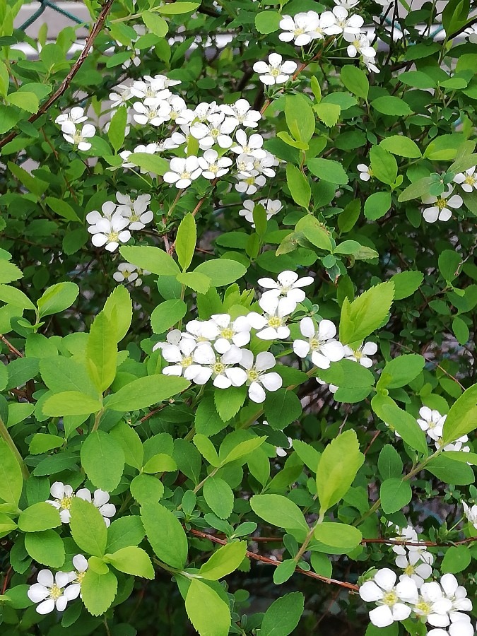 ユキヤナギの花