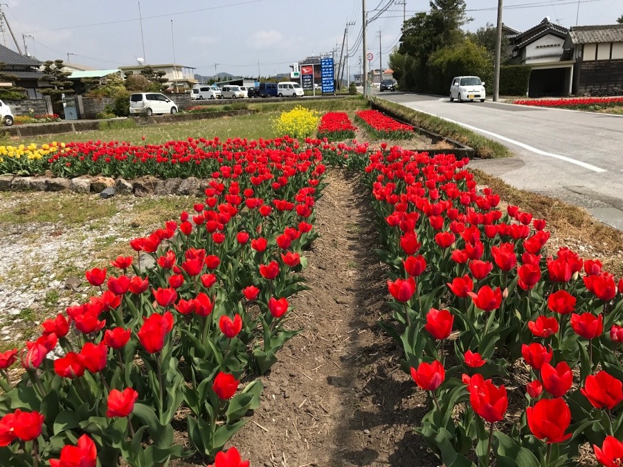 春らんまん