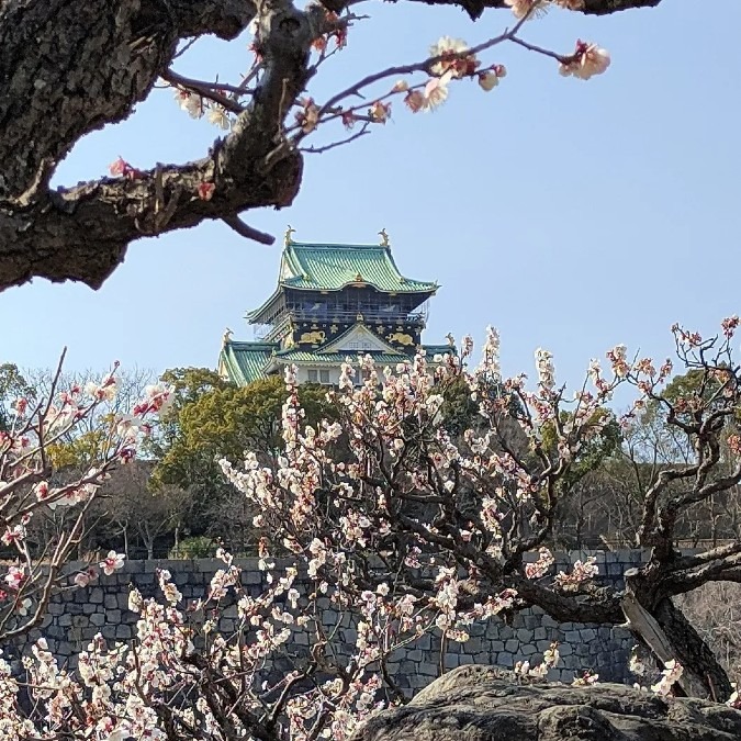 大阪城と梅の花