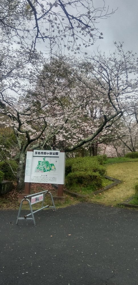 桜前線