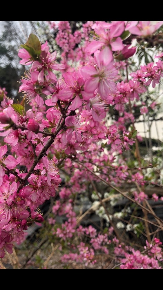 これも桜🌸