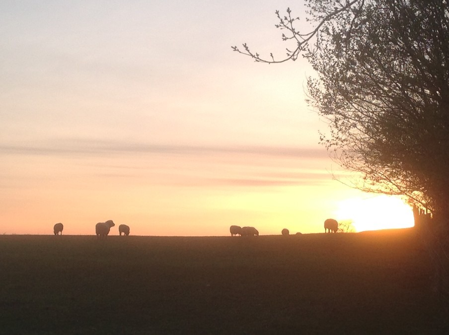 夕陽と羊たち