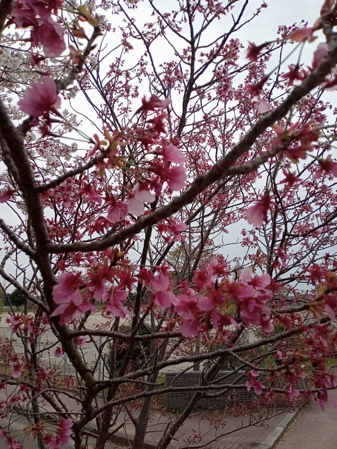 花倶楽部