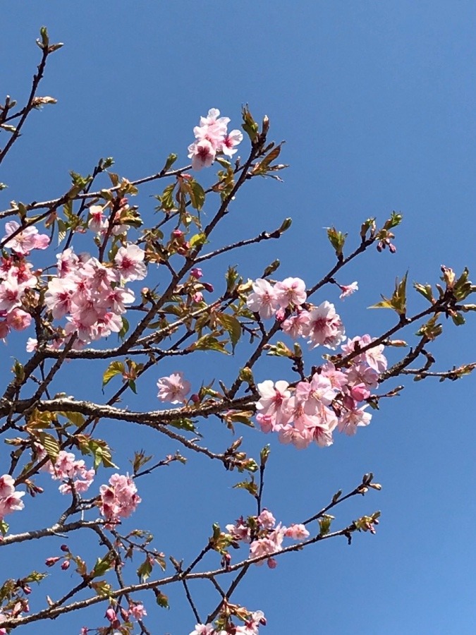 ⭕️春ですねー♪近所の桜🌸(*≧∀≦*)