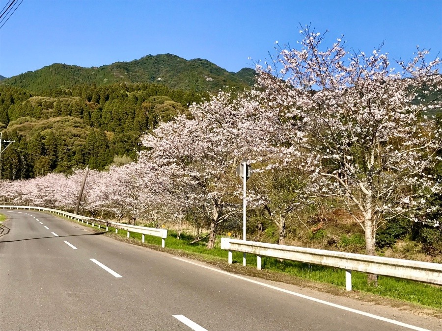 ⭕️北郷線のさくら🌸(^O^)