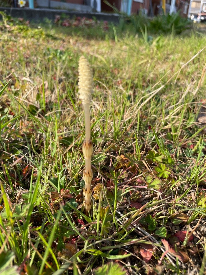 つくしを発見　春ですね✨