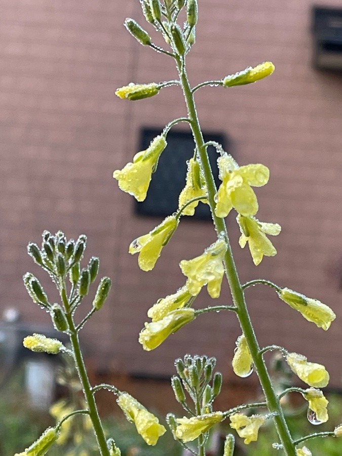 ブロッコリーの花