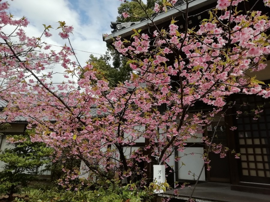 伊賀美神社の河津桜