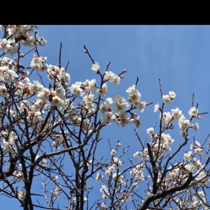 🌸🌸咲いてる！桜🌸