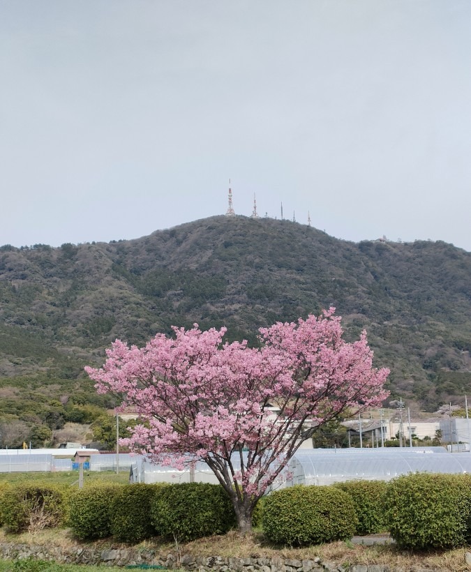 ハートの桜🌸💓💘