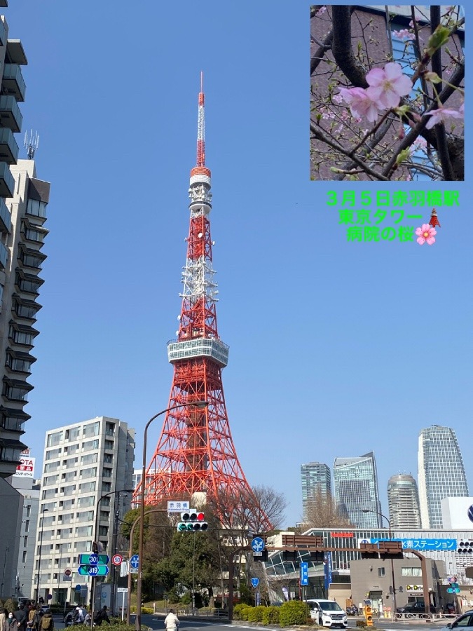 東京タワー🗼桜🌸