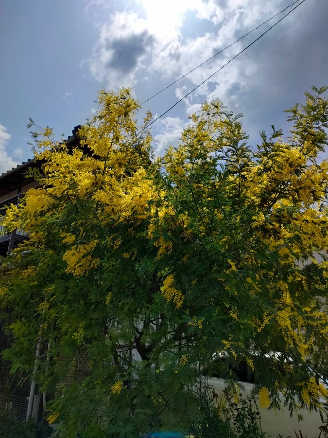 風に揺れるミモザとわんこ雲☁🐶