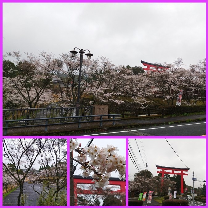 花倶楽部活動　🌸桜情報😊　霧島神宮🤗