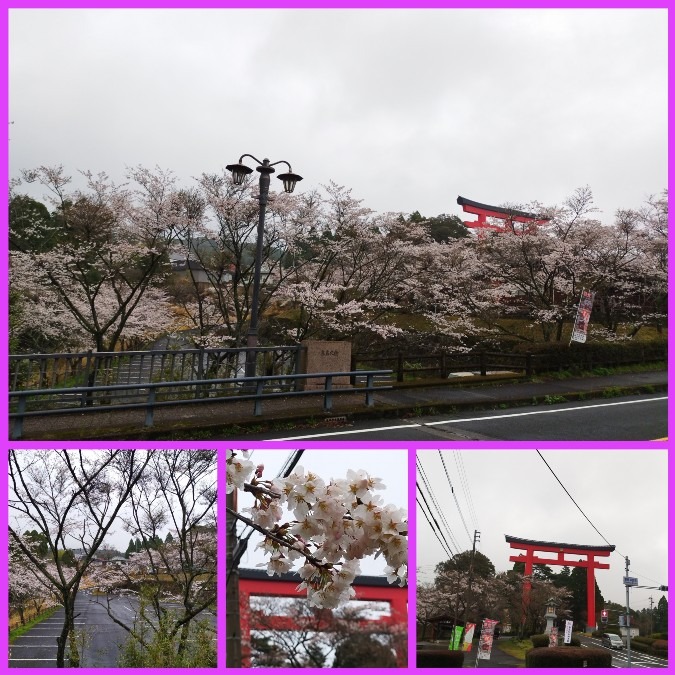 花倶楽部活動　🌸桜情報😊　霧島神宮🤗