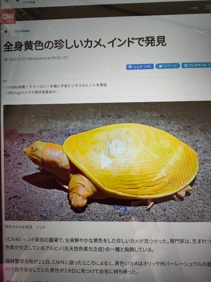 インドハコスッポン🐢